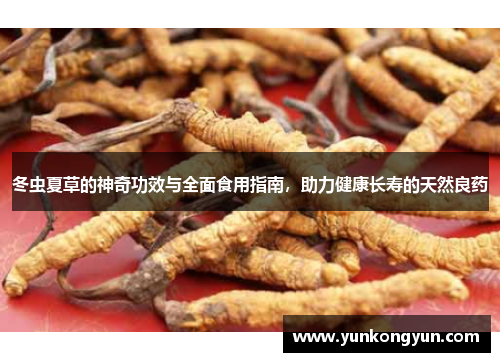 冬虫夏草的神奇功效与全面食用指南，助力健康长寿的天然良药