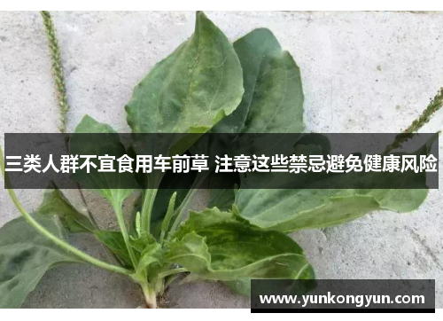三类人群不宜食用车前草 注意这些禁忌避免健康风险