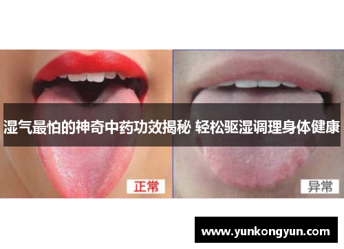 湿气最怕的神奇中药功效揭秘 轻松驱湿调理身体健康